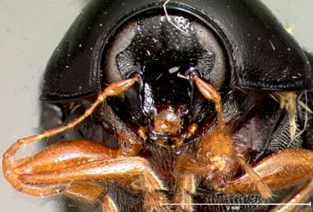 Media type: image; Entomology 20025   Aspect: head frontal view
